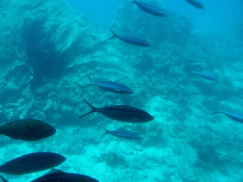 Sea Excursions