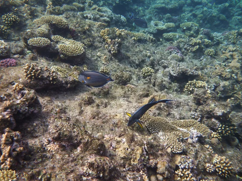 Snorkelling and Diving in Hurghada: A Beginner's Guide