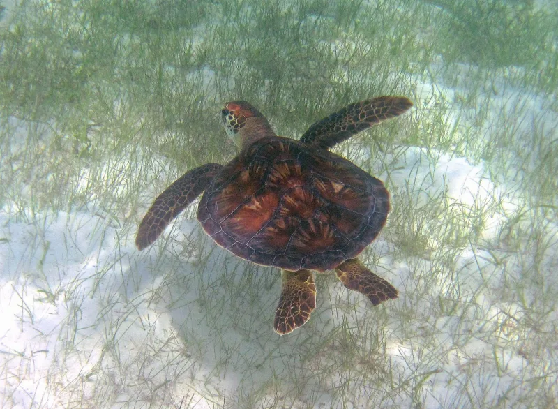 Abu Dabab Bay — Turtles & Dugong