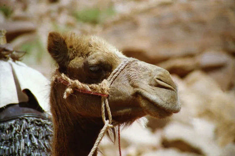 Camel Riding