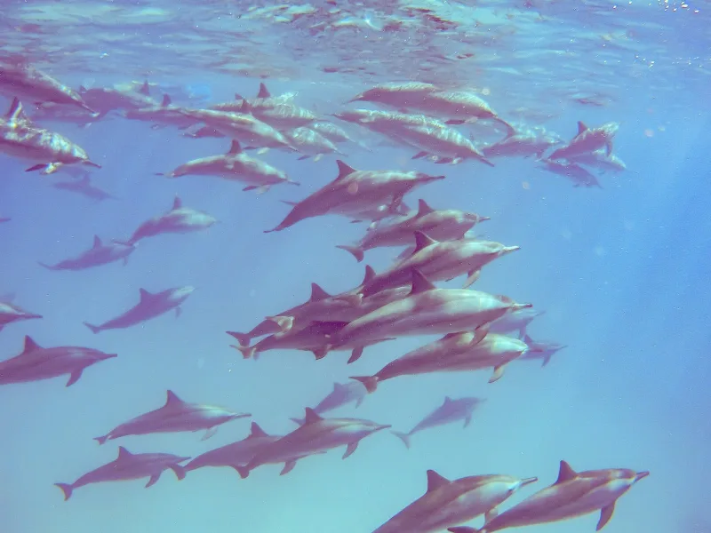 Dolphin House Tour (Shaab El Erg)