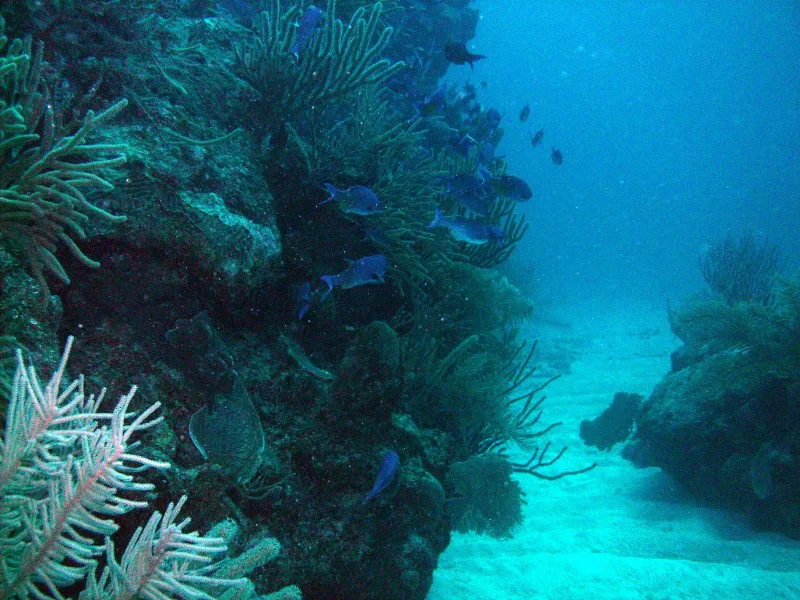 Intro Diving for Beginners