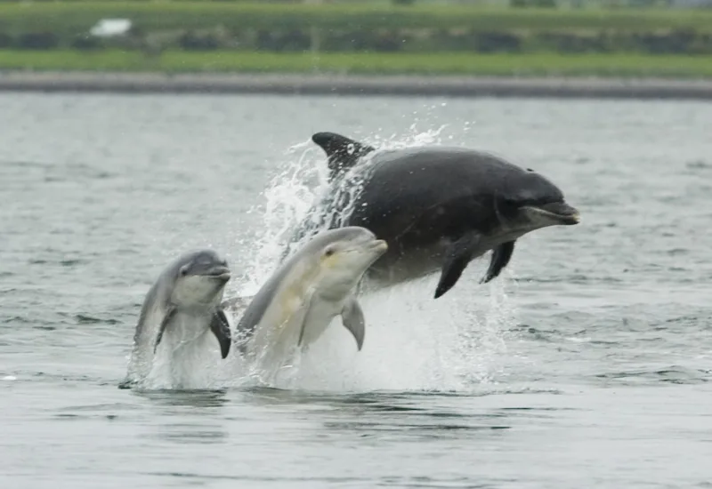 Private Dolphin Tour